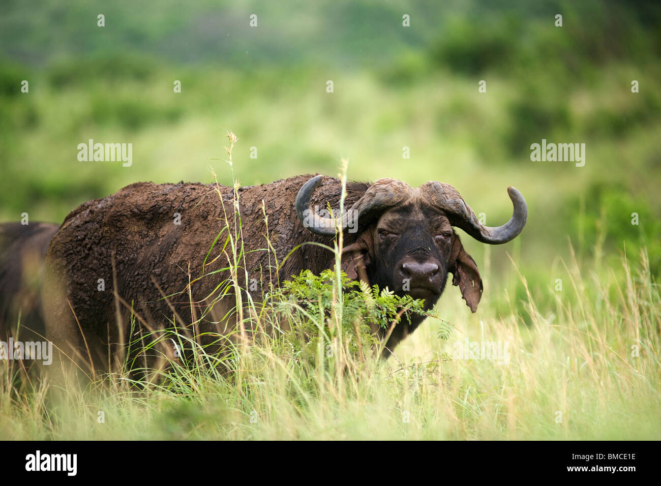 Buffle à l'Umfolozi Hluhluwe Game Reserve. Le nord du KwaZulu Natal, Afrique du Sud Banque D'Images Buffle à l'Umfolozi Hluhluwe Game Reserve. Le nord du KwaZulu Natal, Afrique du Sud Banque D'Images
