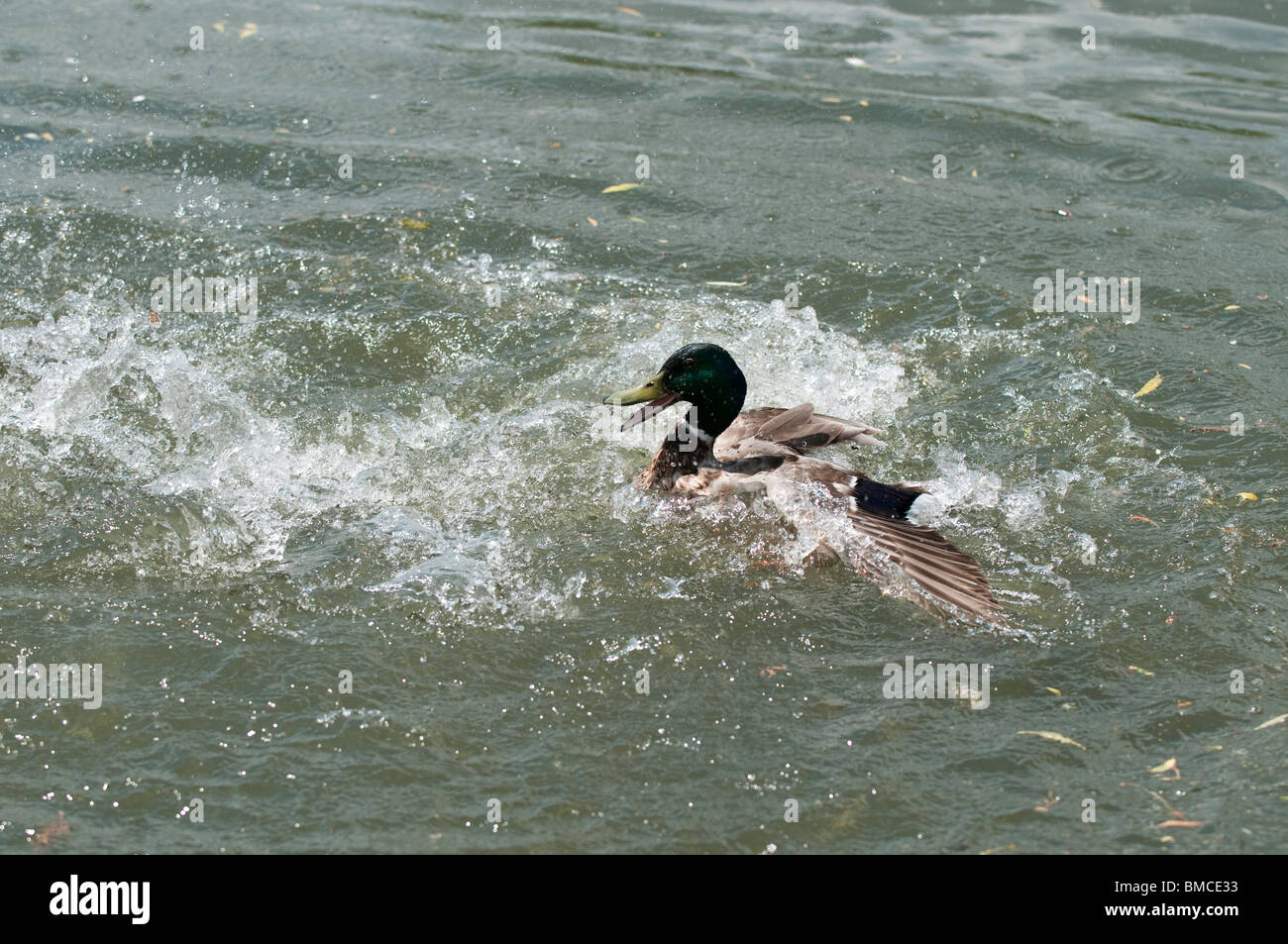 Le Canard colvert Anas platyrhynchos, combats drakes, à Slimbridge WWT dans le Gloucestershire Banque D'Images