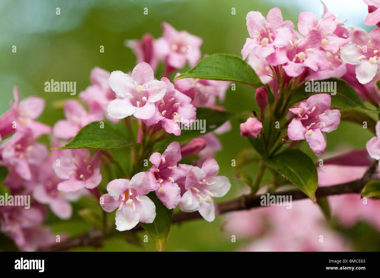 Weigela, arbuste en fleurs rose à la fin du printemps Banque D'Images