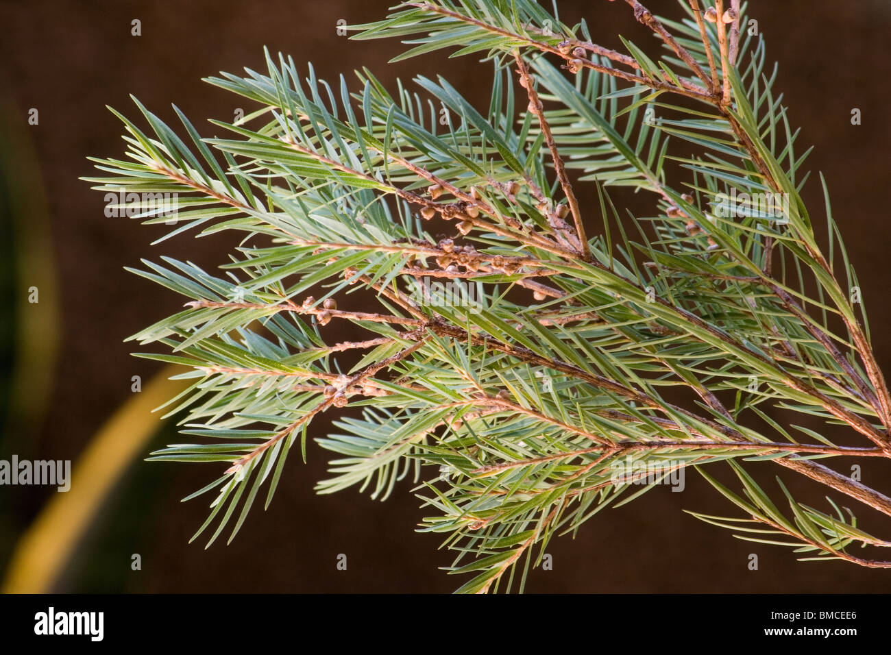 Direction générale et feuilles de melaleuca alternifolia arbre Banque D'Images