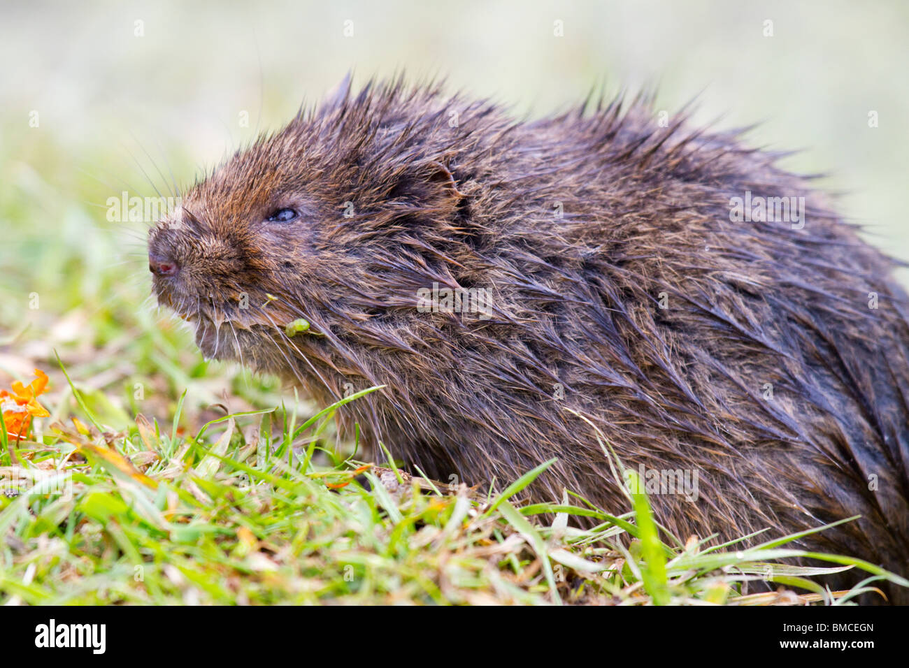 Manger des campagnols de l'eau Banque D'Images