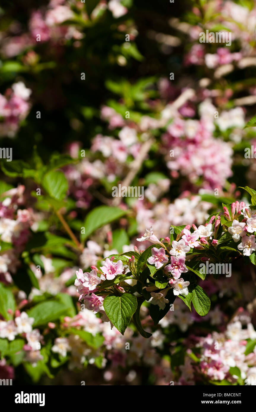 Weigela Arbuste En Fleurs Rose Pâle à La Fin Du Printemps