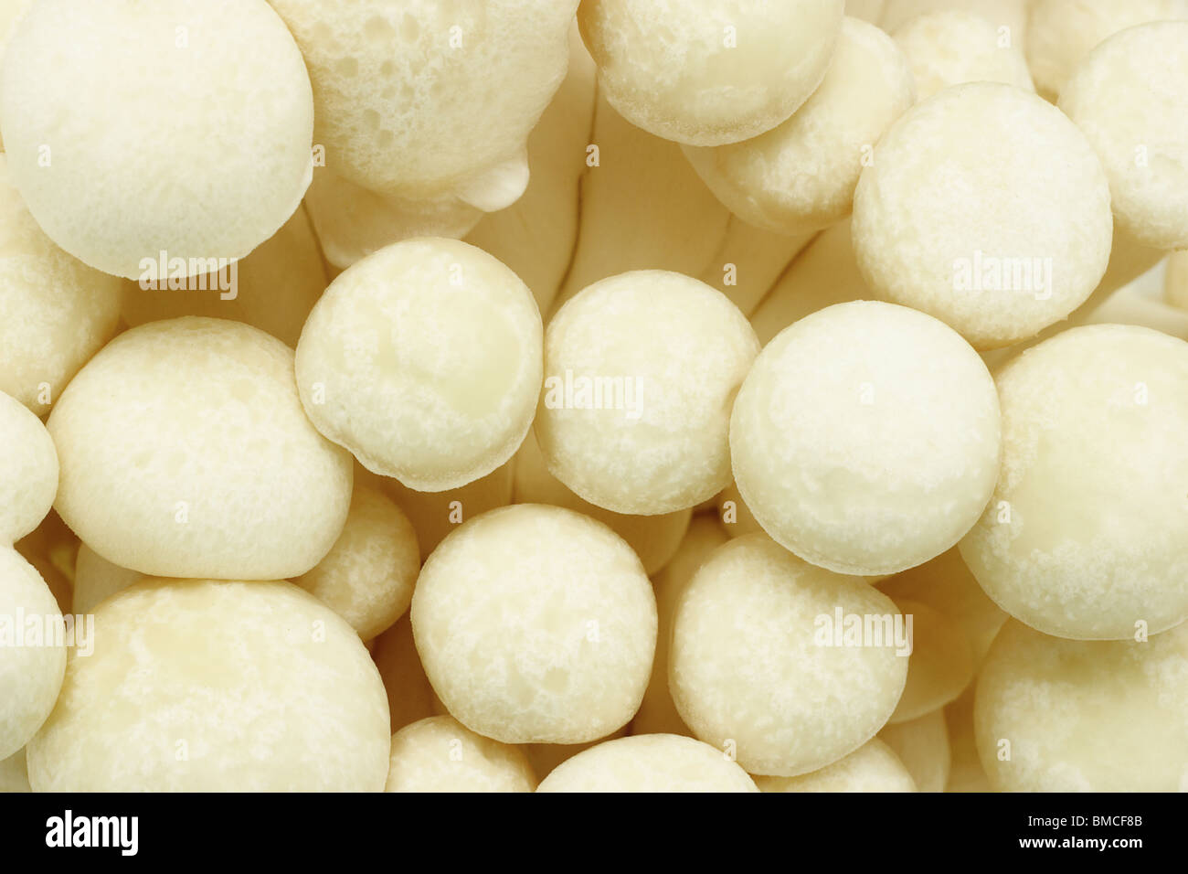 Close up de hêtre frais fond de champignons Banque D'Images