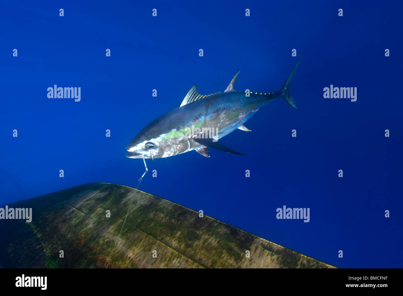 L'albacore, Thunnus albacares Thon à la palangre, la pêche commerciale, le Brésil, l'Océan Atlantique Banque D'Images