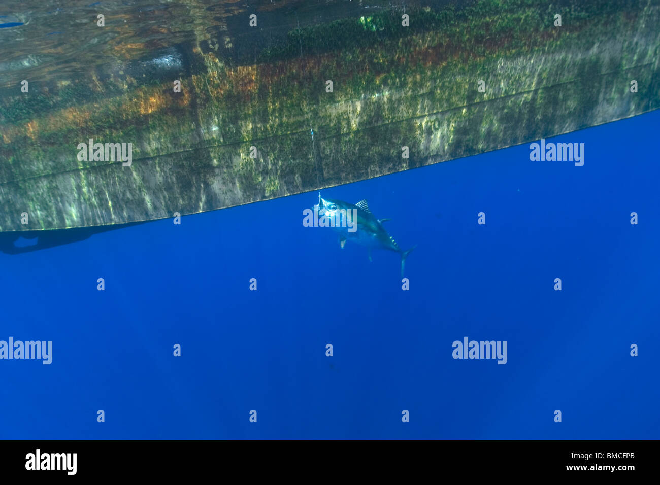 L'albacore, Thunnus albacares Thon à la palangre, la pêche commerciale, le Brésil, l'Océan Atlantique Banque D'Images