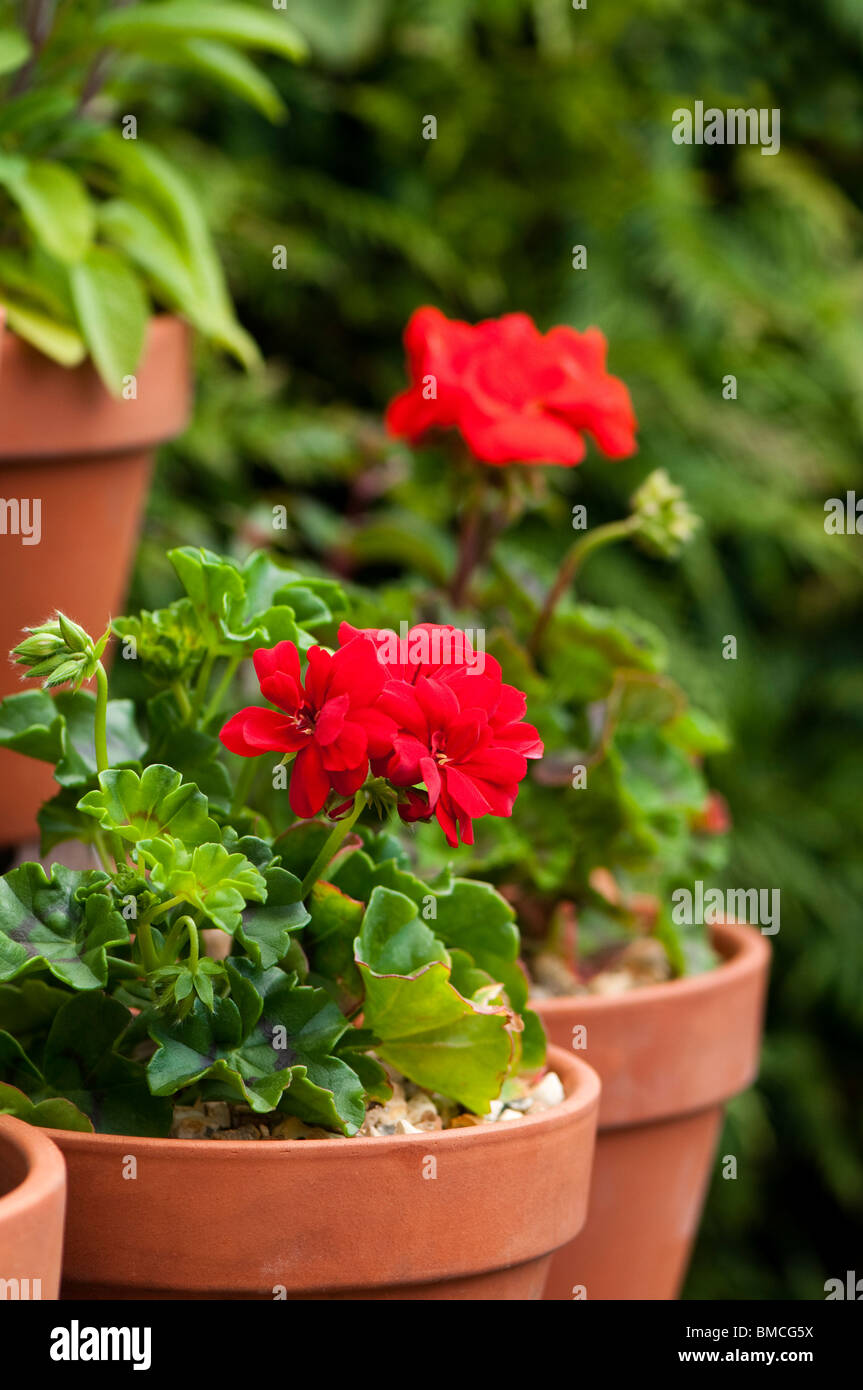 Geranium 'Lierre Ruben' en fleur au printemps avec le géranium "Scarlet" à  l'arrière-plan Photo Stock - Alamy