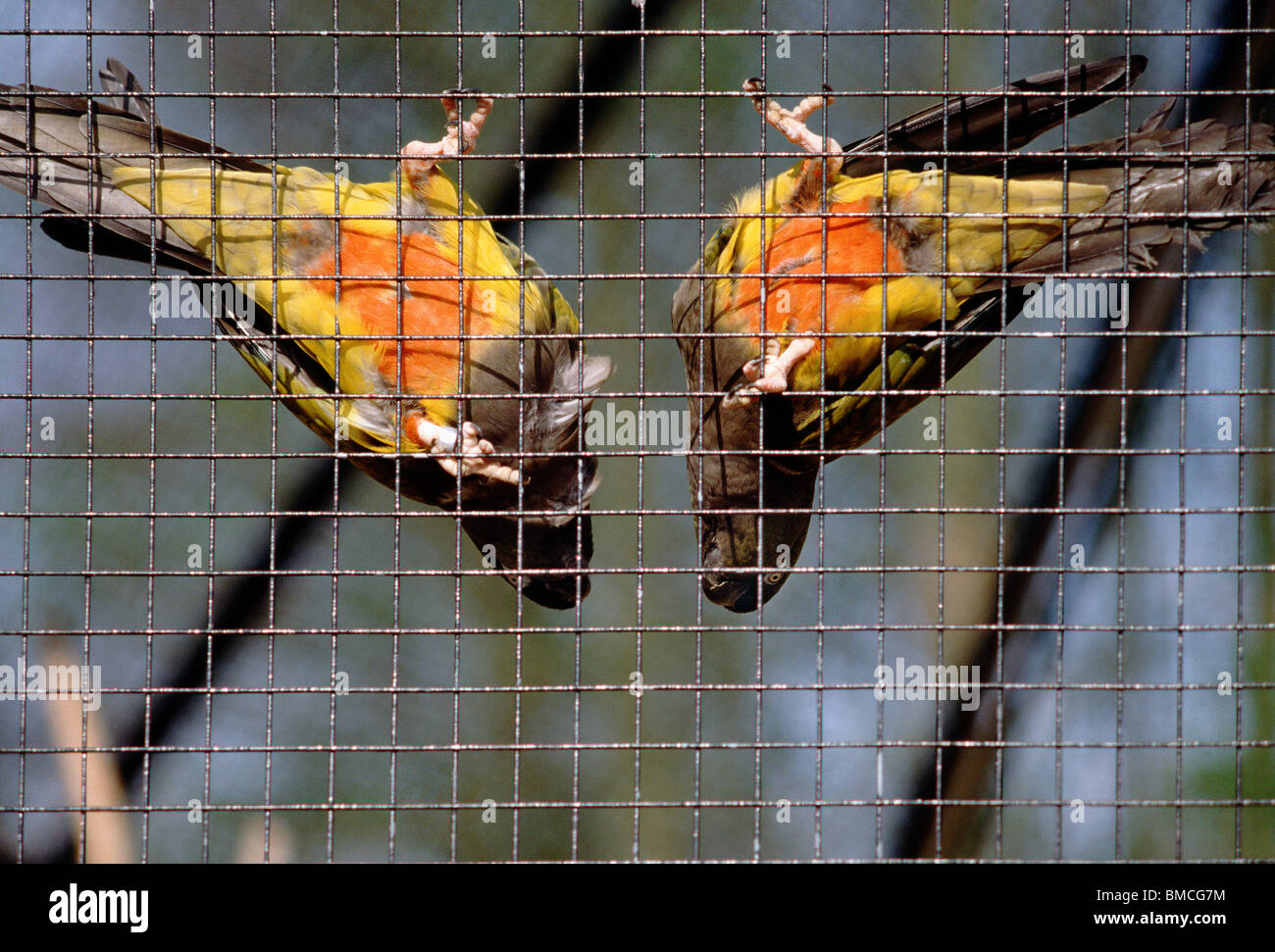 Deux oiseaux d'appariement de comique à l'envers sur le fil de la cage Banque D'Images