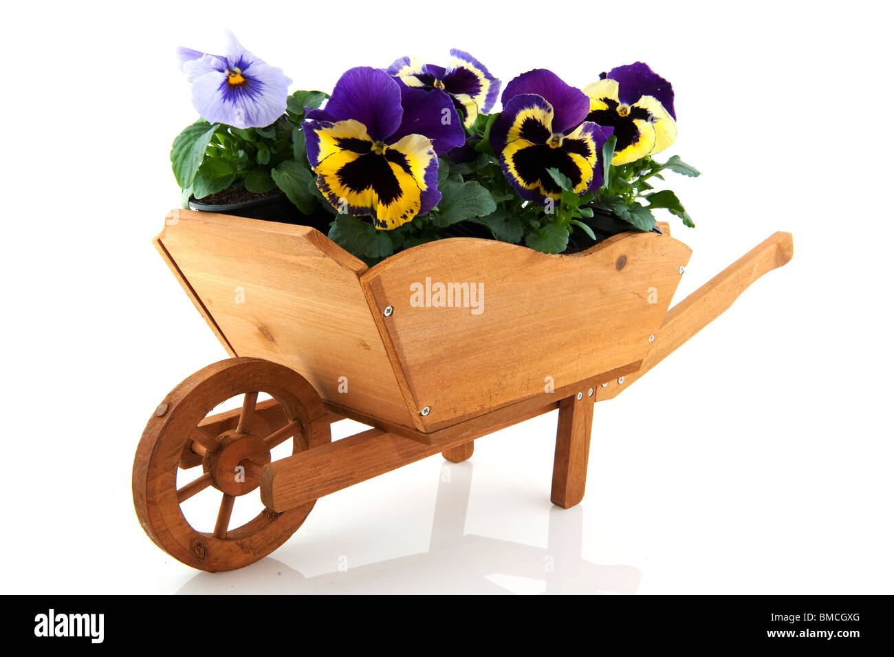 Brouette en bois pour le jardin rempli de pensées Banque D'Images