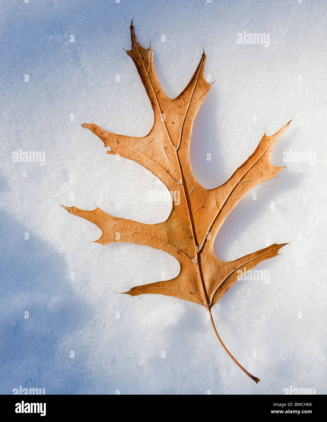Une feuille de chêne Pin tombé se trouve sur la neige fraîche. Banque D'Images