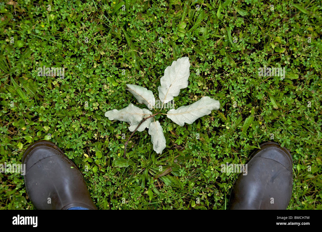 Branche de chêne tombée dans l'herbe. Banque D'Images