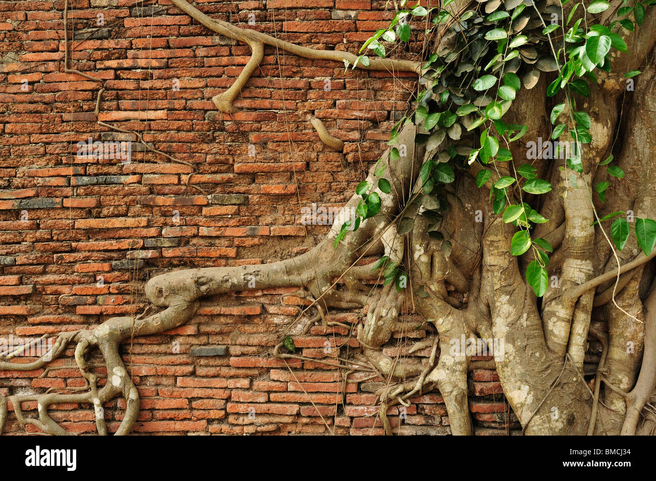 Close-up de racines sur mur de brique, Wat Mahathat, Ayutthaya, Thaïlande Banque D'Images