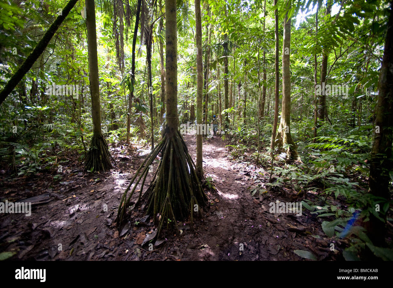 Forêt Amazonienne, Sacha Lodge, Équateur Banque D'Images