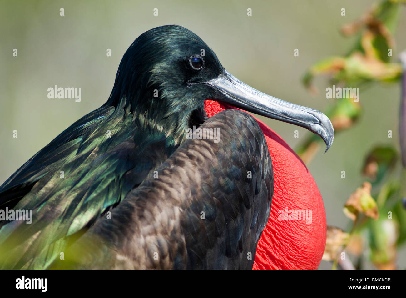 De magnifiques oiseaux frégate, l'île de Genovesa, Îles Galápagos Banque D'Images