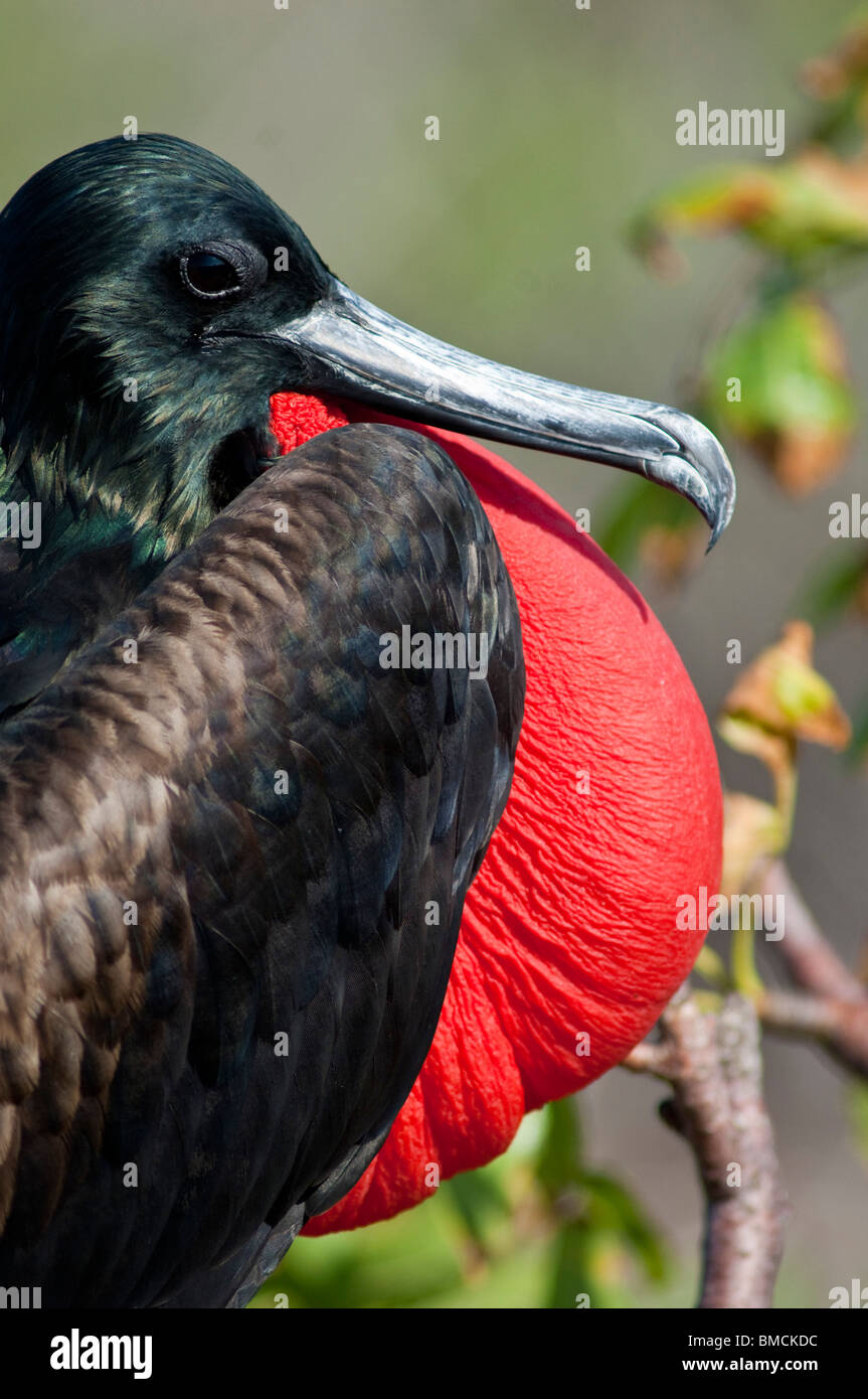 De magnifiques oiseaux frégate, l'île de Genovesa, Îles Galápagos Banque D'Images