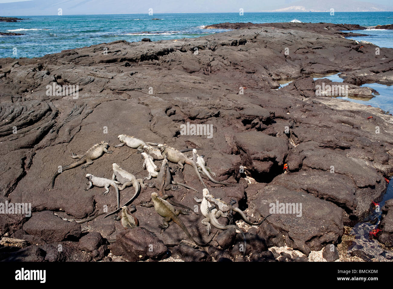 Iguanes marins, îles Galapagos, Equateur Banque D'Images