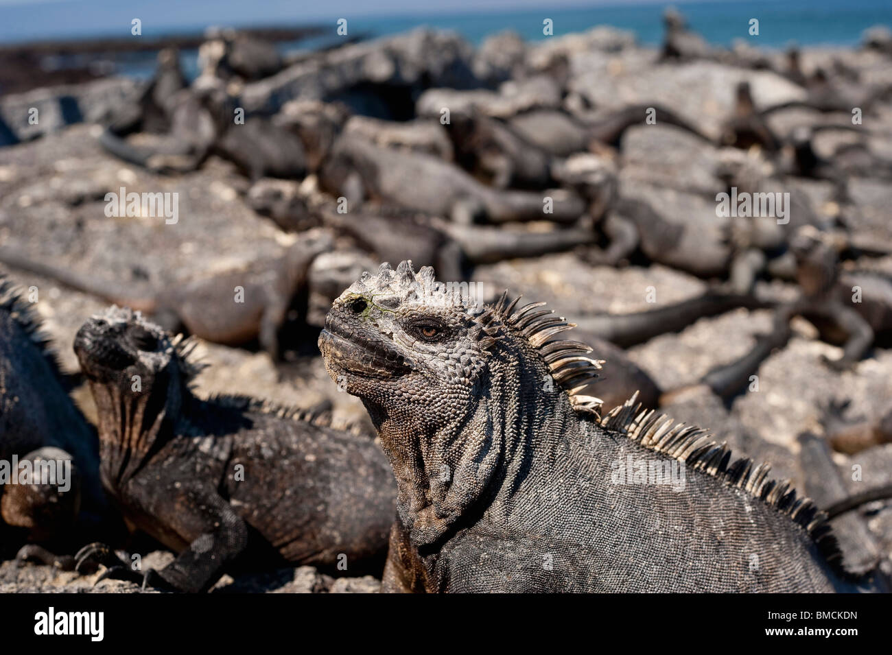 Iguanes marins, îles Galapagos, Equateur Banque D'Images
