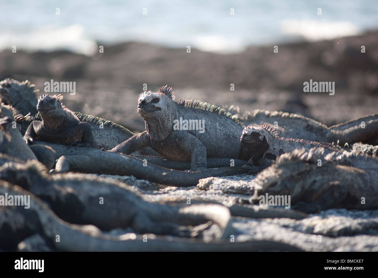 Iguanes marins, îles Galapagos, Equateur Banque D'Images