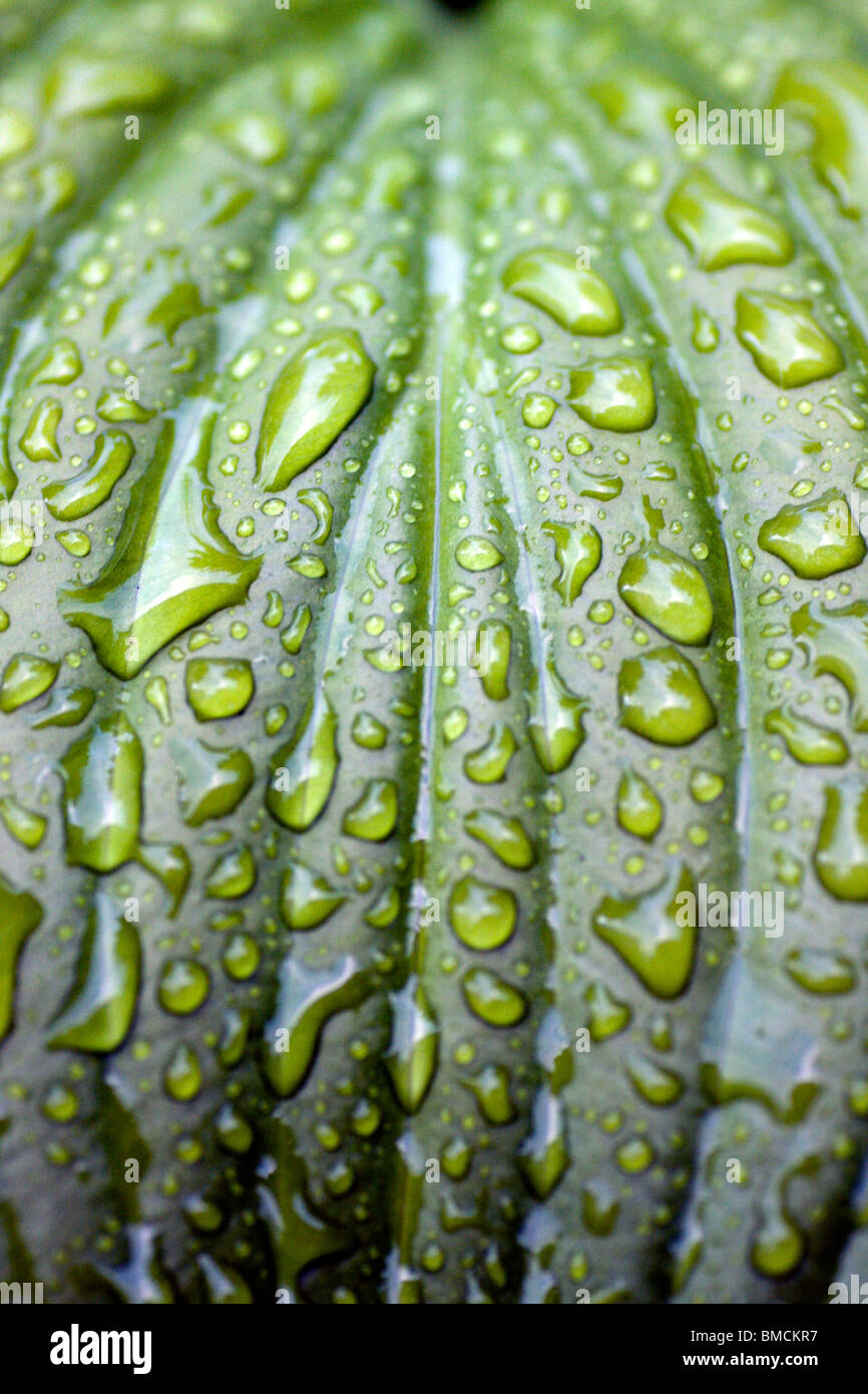De Macro les gouttes de pluie sur la fleur verte feuille. Banque D'Images