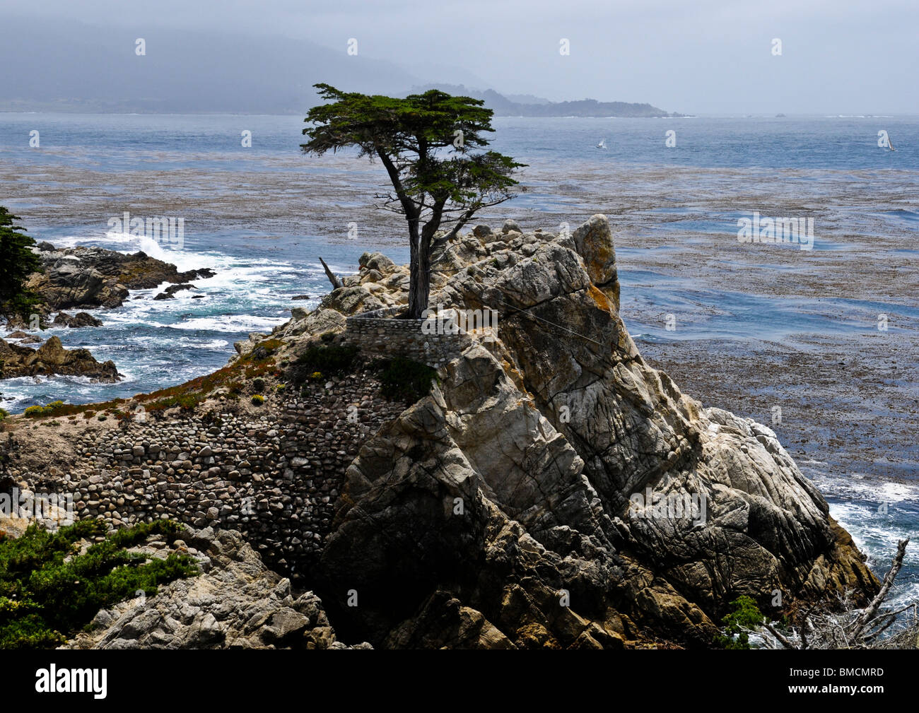 Paysage emblématique de la grande zone de côte du Pacifique recouvert d'Algues marines Les protistes à Cypress Tree vue de plage de galets. Banque D'Images
