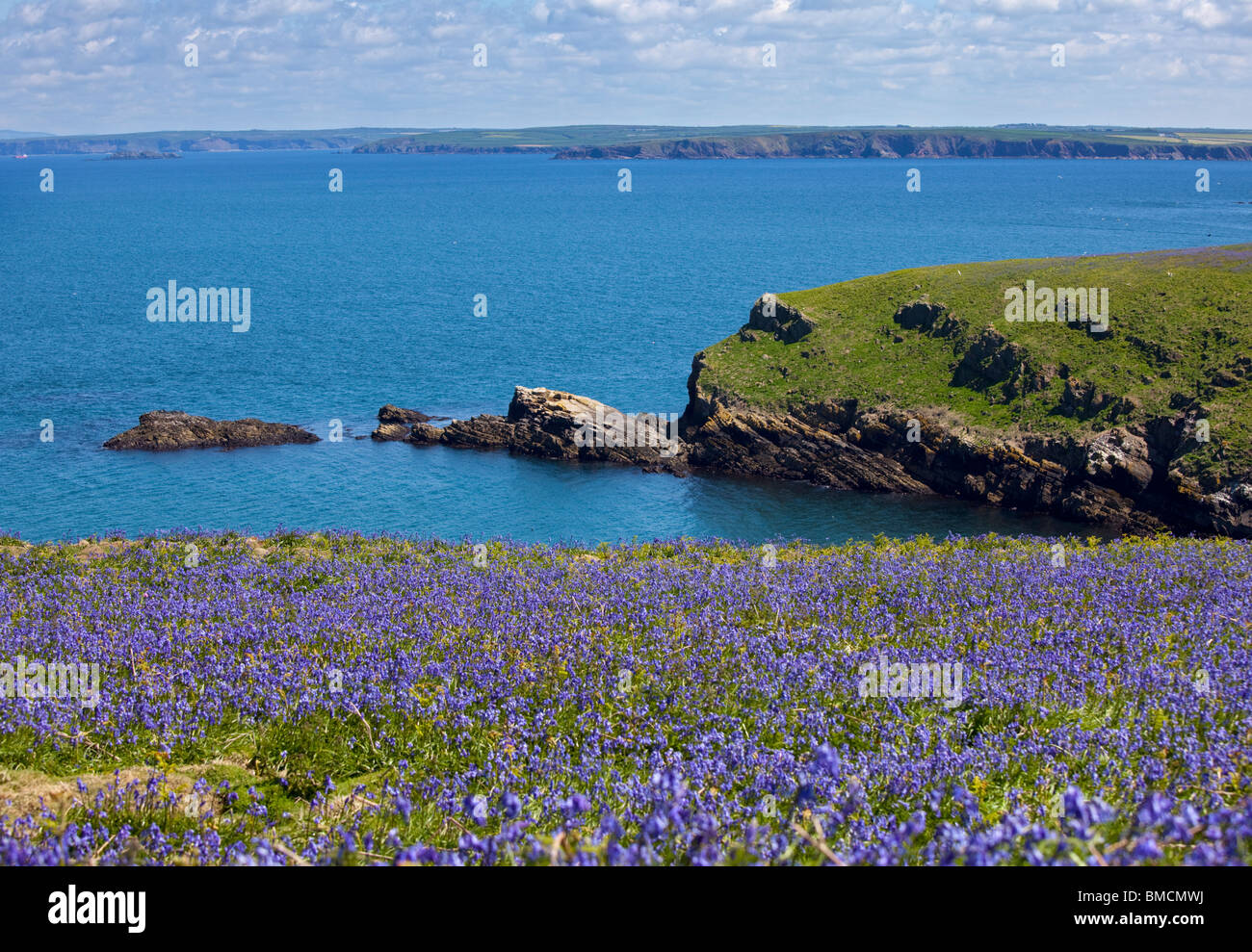 L'entrée (sur l'île de Skomer, Pembrokeshire, Pays de Galles Banque D'Images