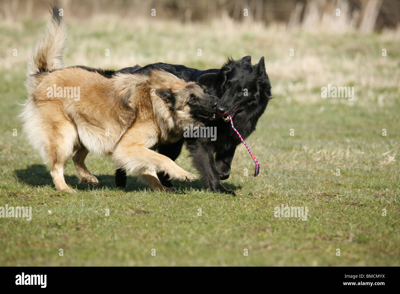 Hunde spielende / chiens Banque D'Images