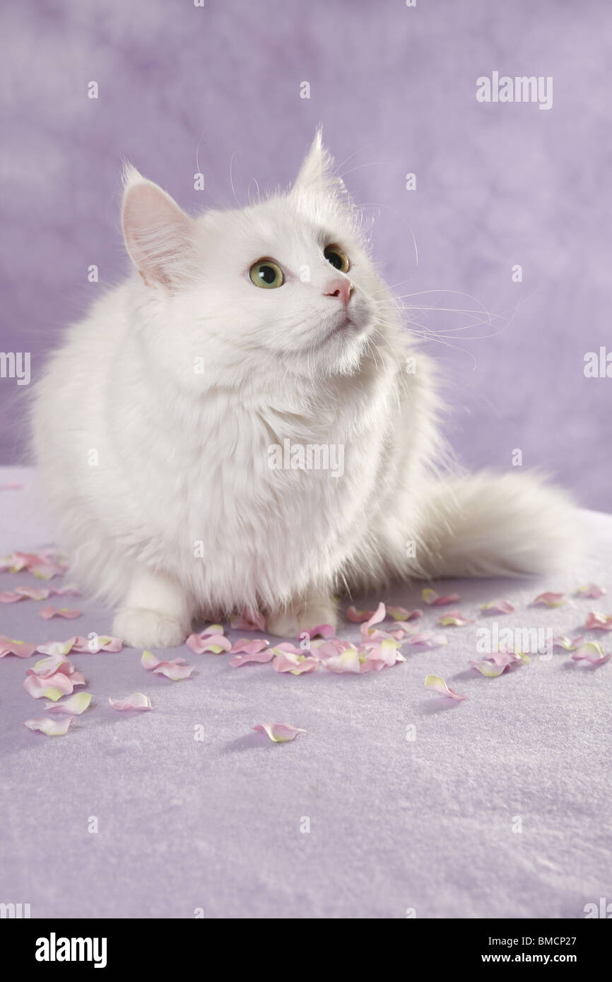 Weiße Türkisch Van / chat blanc Banque D'Images