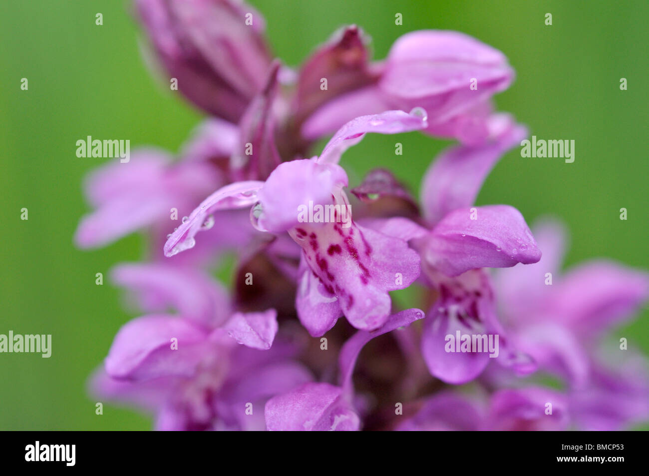 Marais à grandes feuilles (orchidées dactylorhiza majalis) Banque D'Images