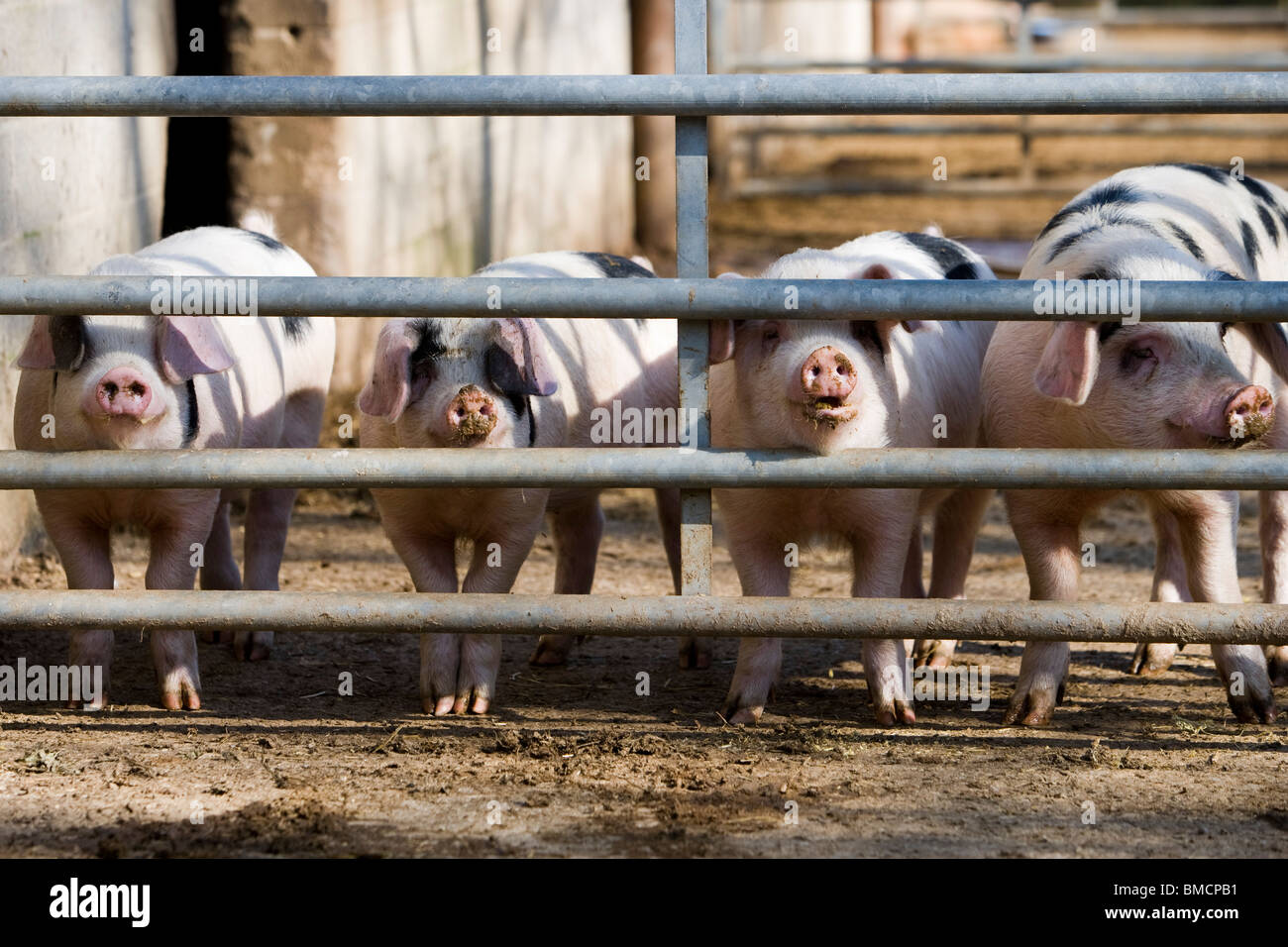 Les jeunes Gloucestershire Old Spot des porcs dans la cour de ferme. Le Gloucestershire. United Kingdom. Banque D'Images