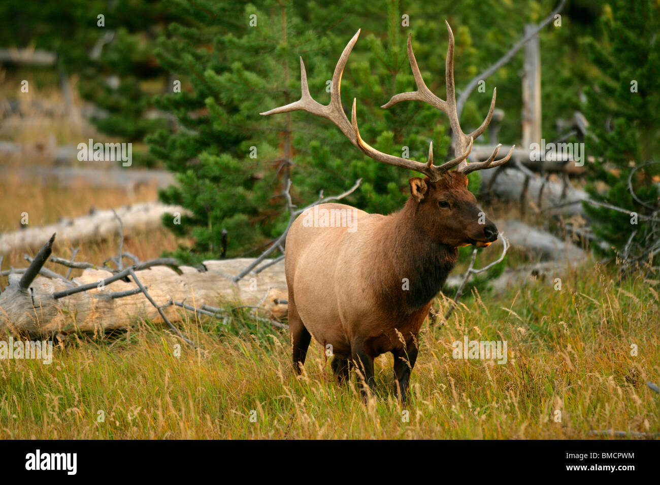 Les mâles dans le Parc National de Yellowstone dans le Wyoming Banque D'Images