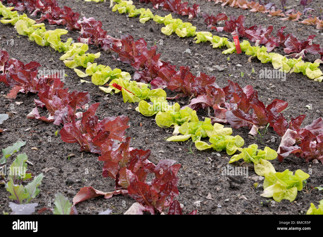 Kohlrabi (Brassica oleracea var. Gongyloides) et laitue (Lactuca sativa var. Capitata) Banque D'Images