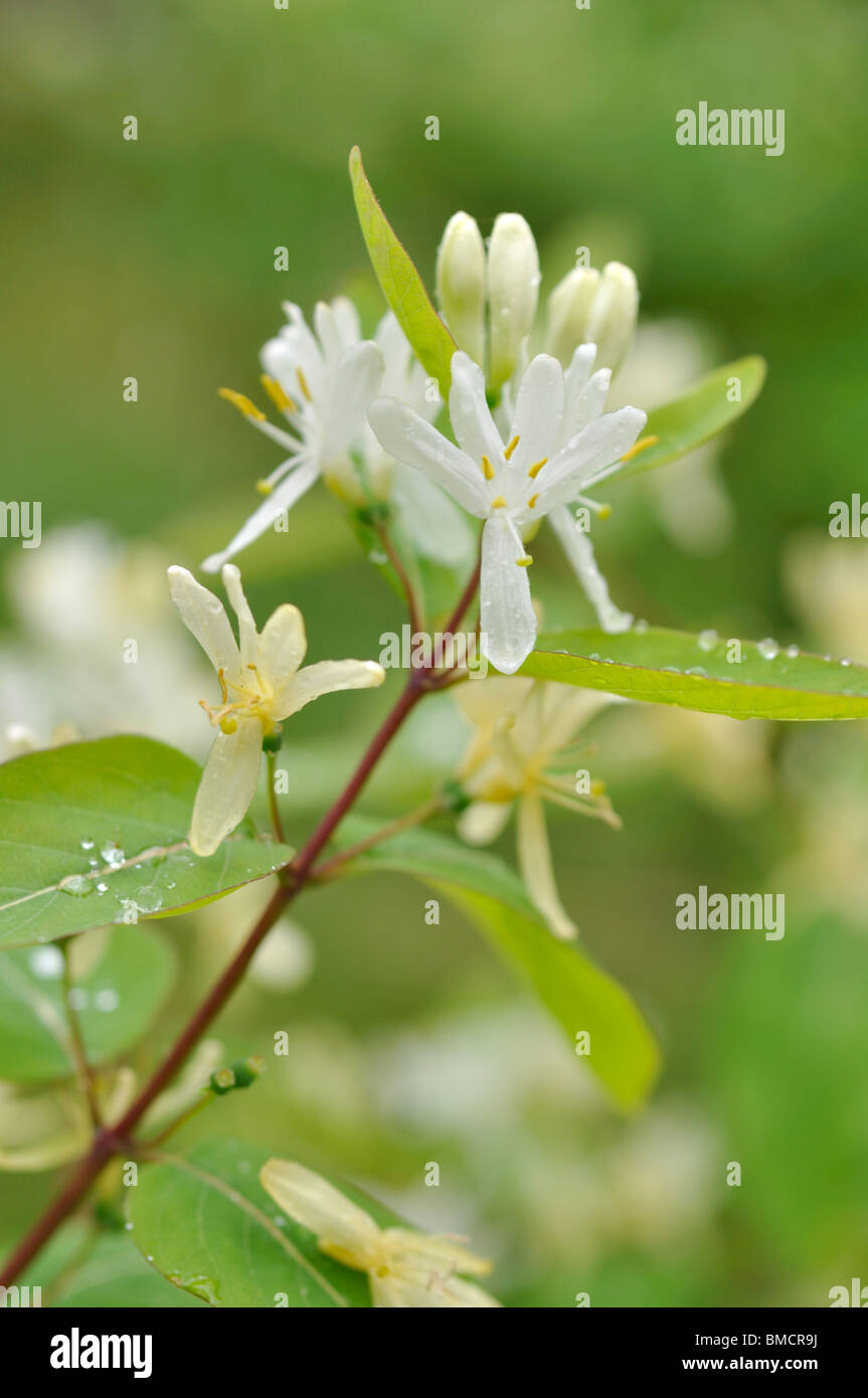 Chèvrefeuille (Lonicera ruprechtiana) Banque D'Images