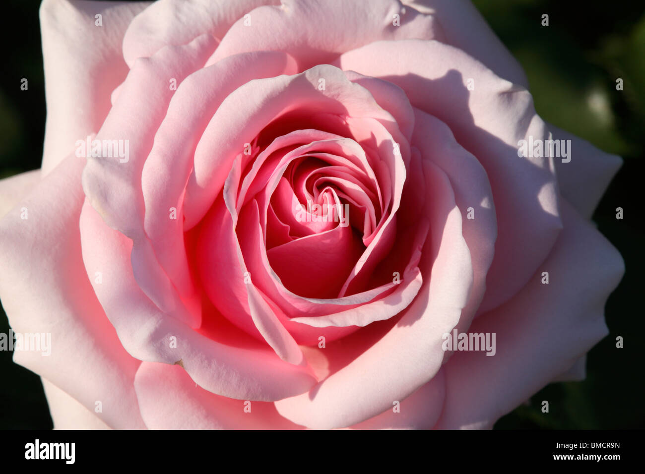 Gros plan d'une seule fleur rose Banque D'Images