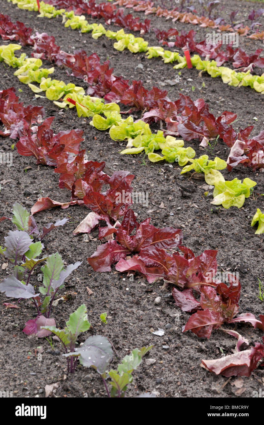Kohlrabi (Brassica oleracea var. Gongyloides) et laitue (Lactuca sativa var. Capitata) Banque D'Images