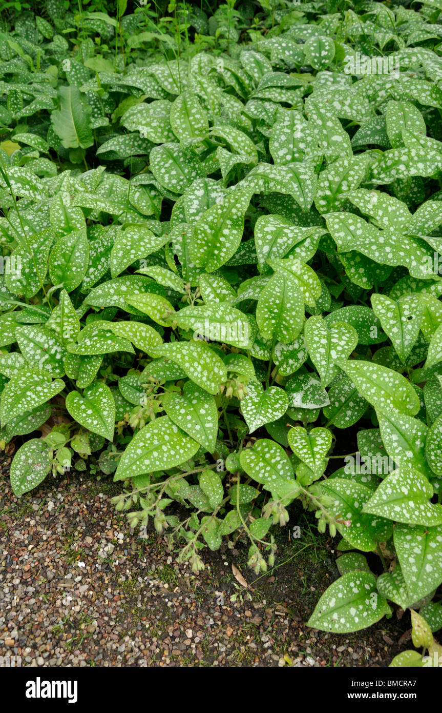 Pulmonaire officinale (Pulmonaria officinalis commune) Banque D'Images