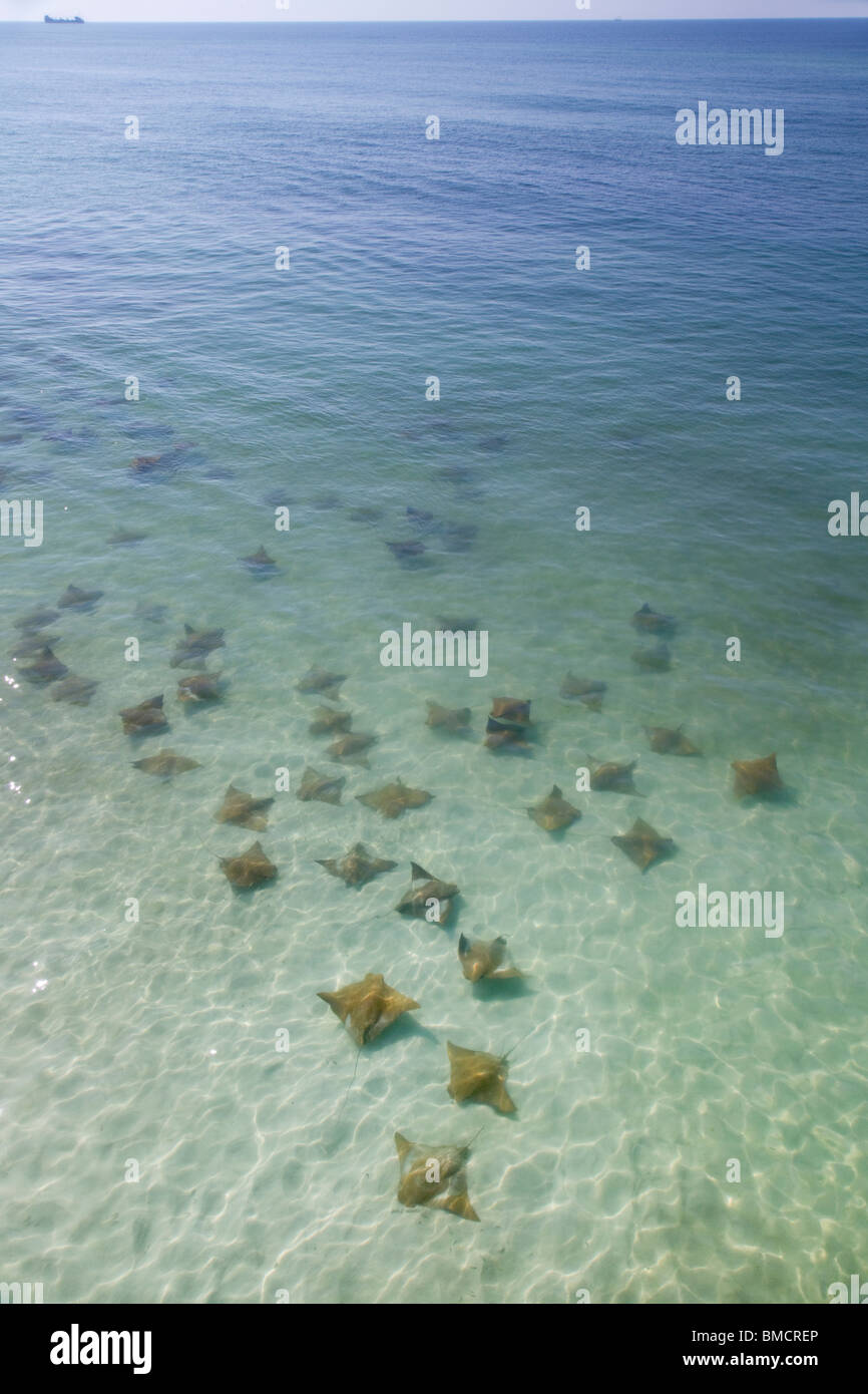 Une série de raies adelié (Myliobatis aquila) le long de la côte, Destin, Floride, États-Unis. Banque D'Images