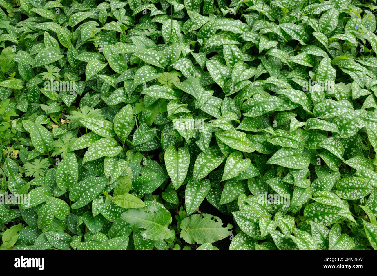 Pulmonaire officinale (Pulmonaria officinalis commune) Banque D'Images