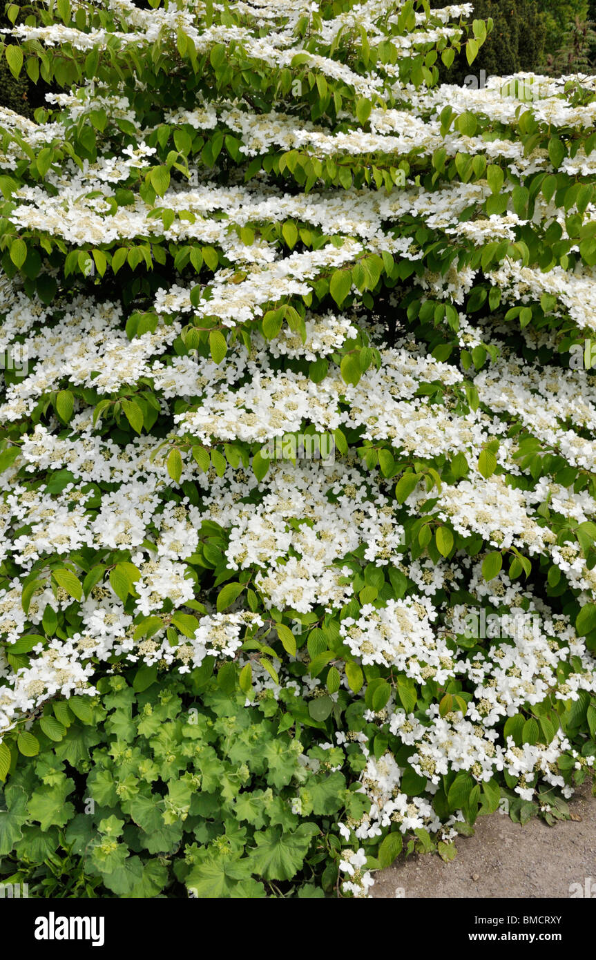 Boule de neige (Viburnum plicatum japonais var. tomentosum) Banque D'Images