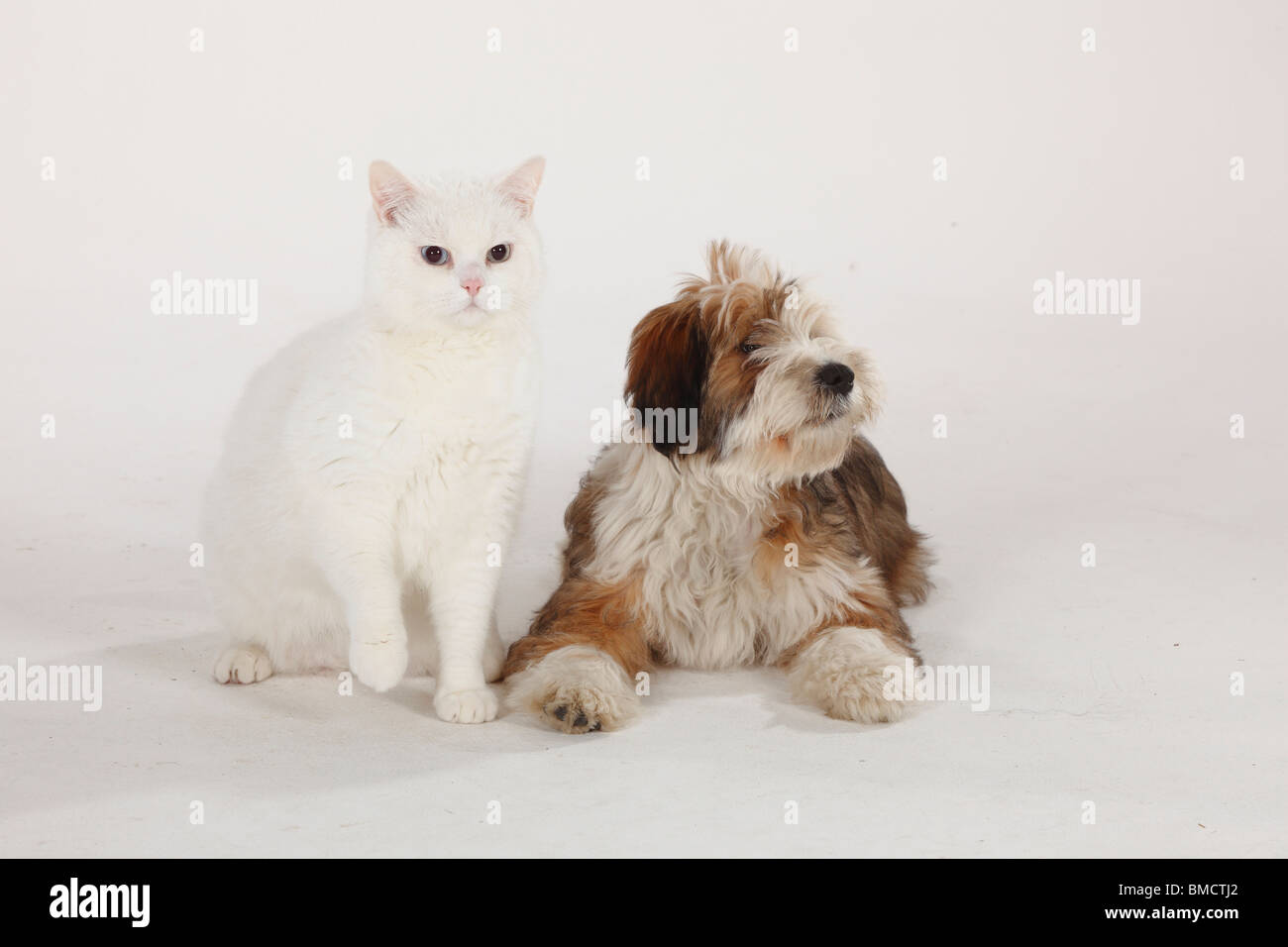 Chat British Shorthair, tomcat, white, blue-eyed, Terrier tibétain, puppy, 4 mois Banque D'Images