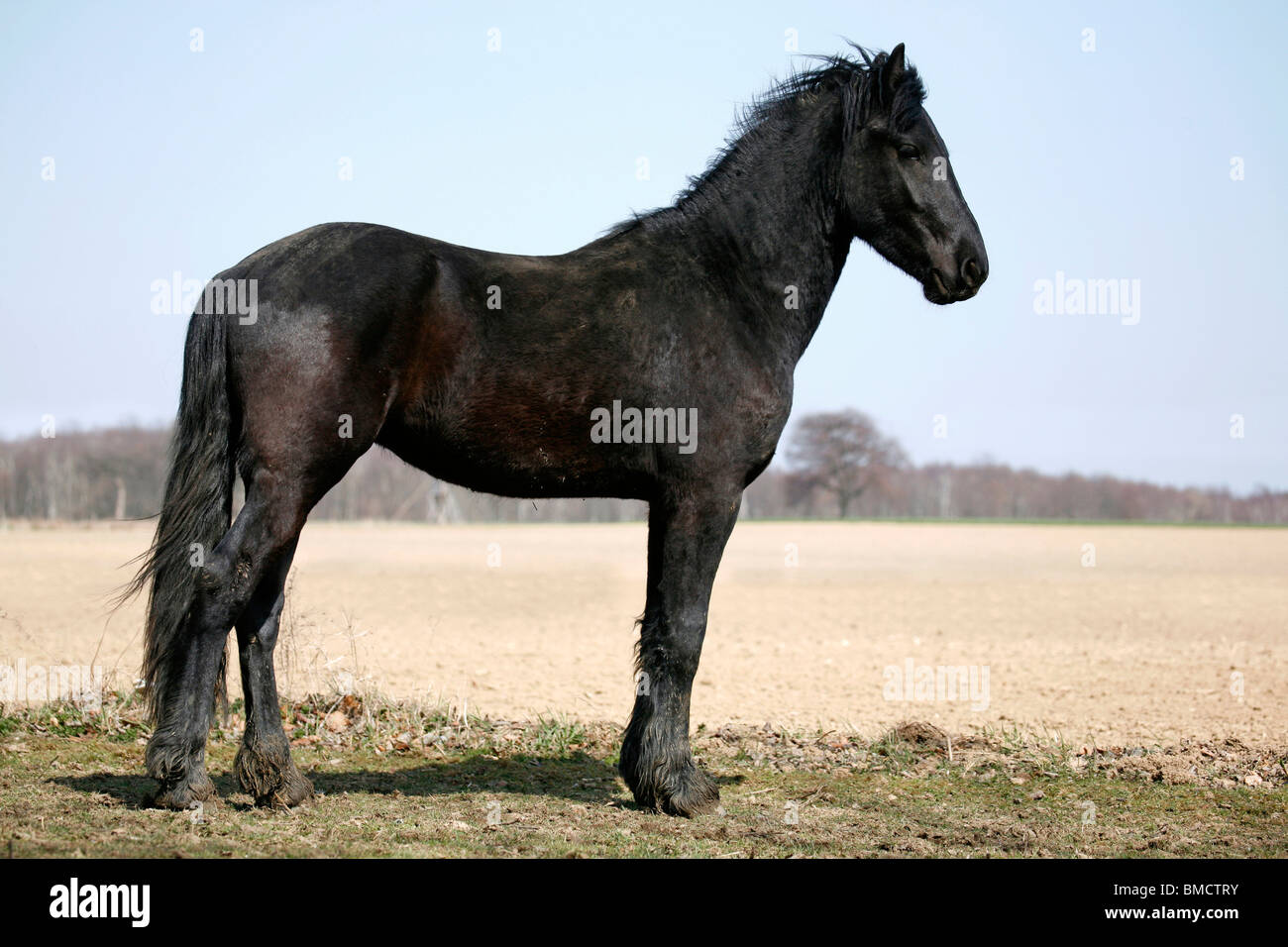 Friese / Cheval Frison Banque D'Images