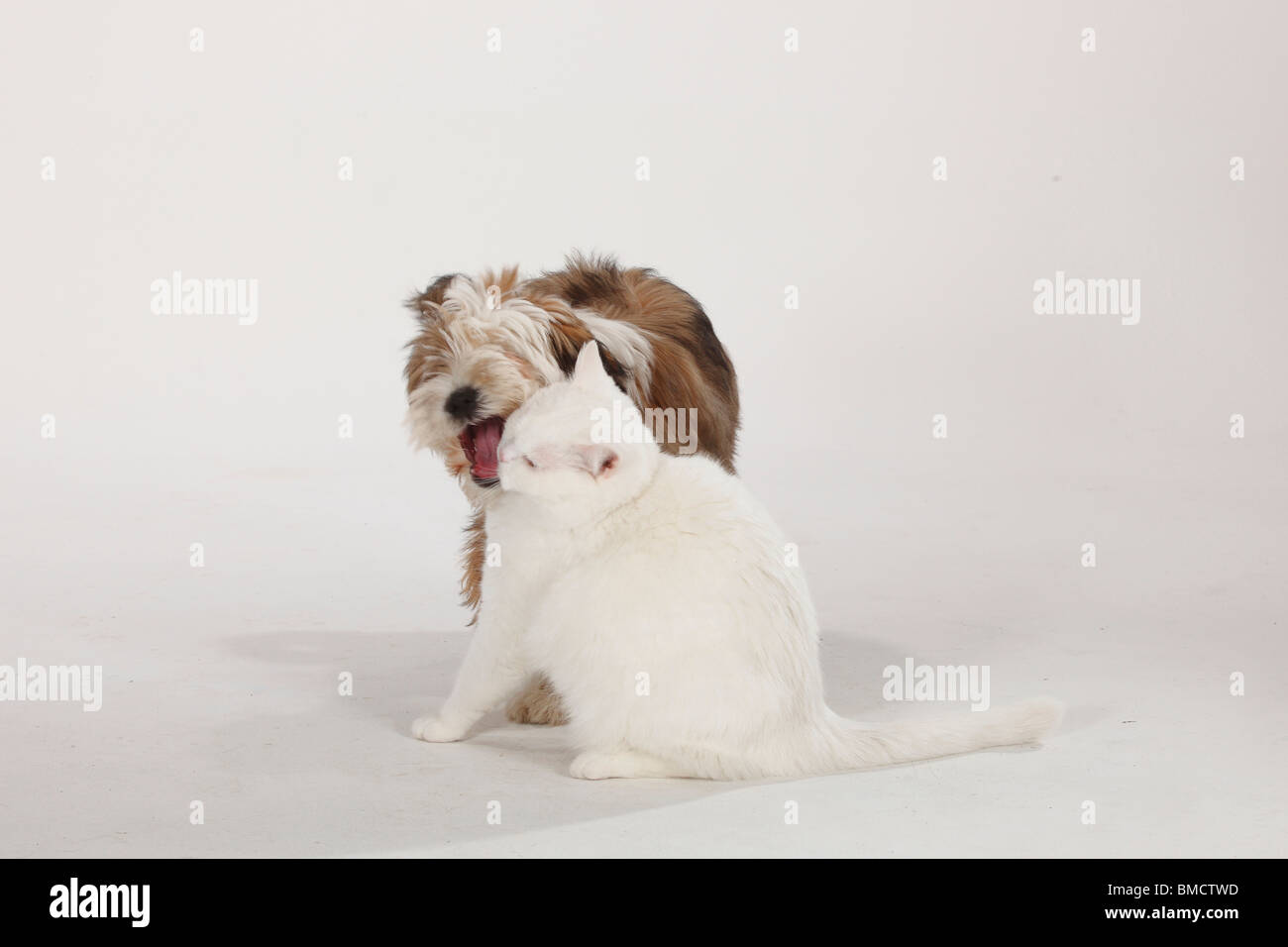 Chat British Shorthair, tomcat, white, blue-eyed, Terrier tibétain, puppy, 4 mois Banque D'Images
