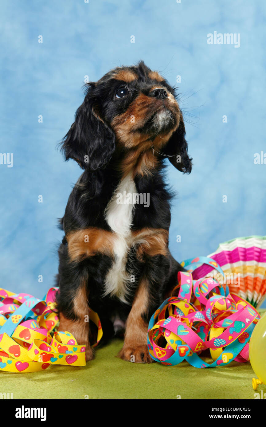 Cavalier King Charles Birthday Banque D Image Et Photos Alamy