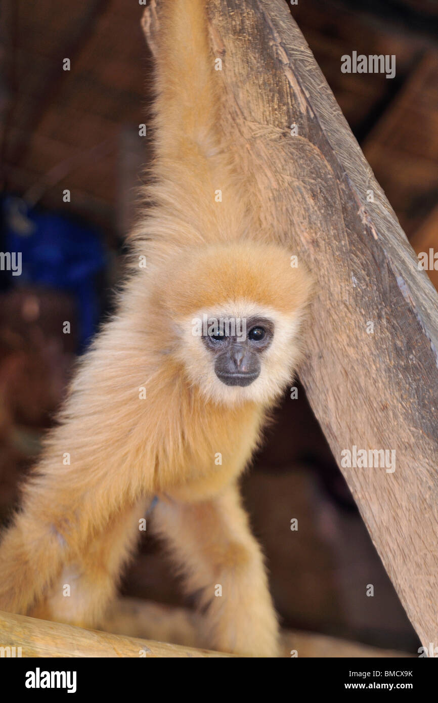 Le Lar Gibbon (Hylobates lar), également connu sous le nom de White-remis Gibbon, est un primate de la famille Hylobatidae ou gibbon. Banque D'Images