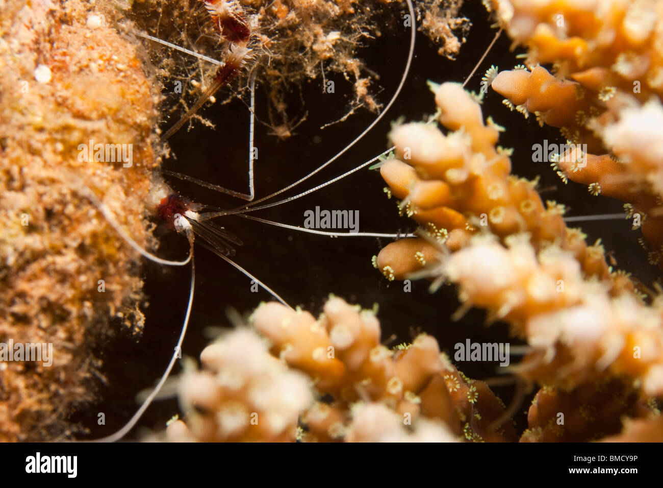 Crevettes (Lysmata amboinensis nettoyant) se cacher derrière le rocher Banque D'Images