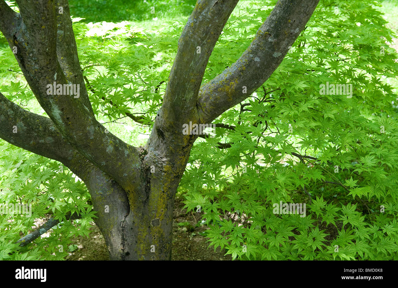 Acer japonais green spring leaves on tree in garden Banque D'Images