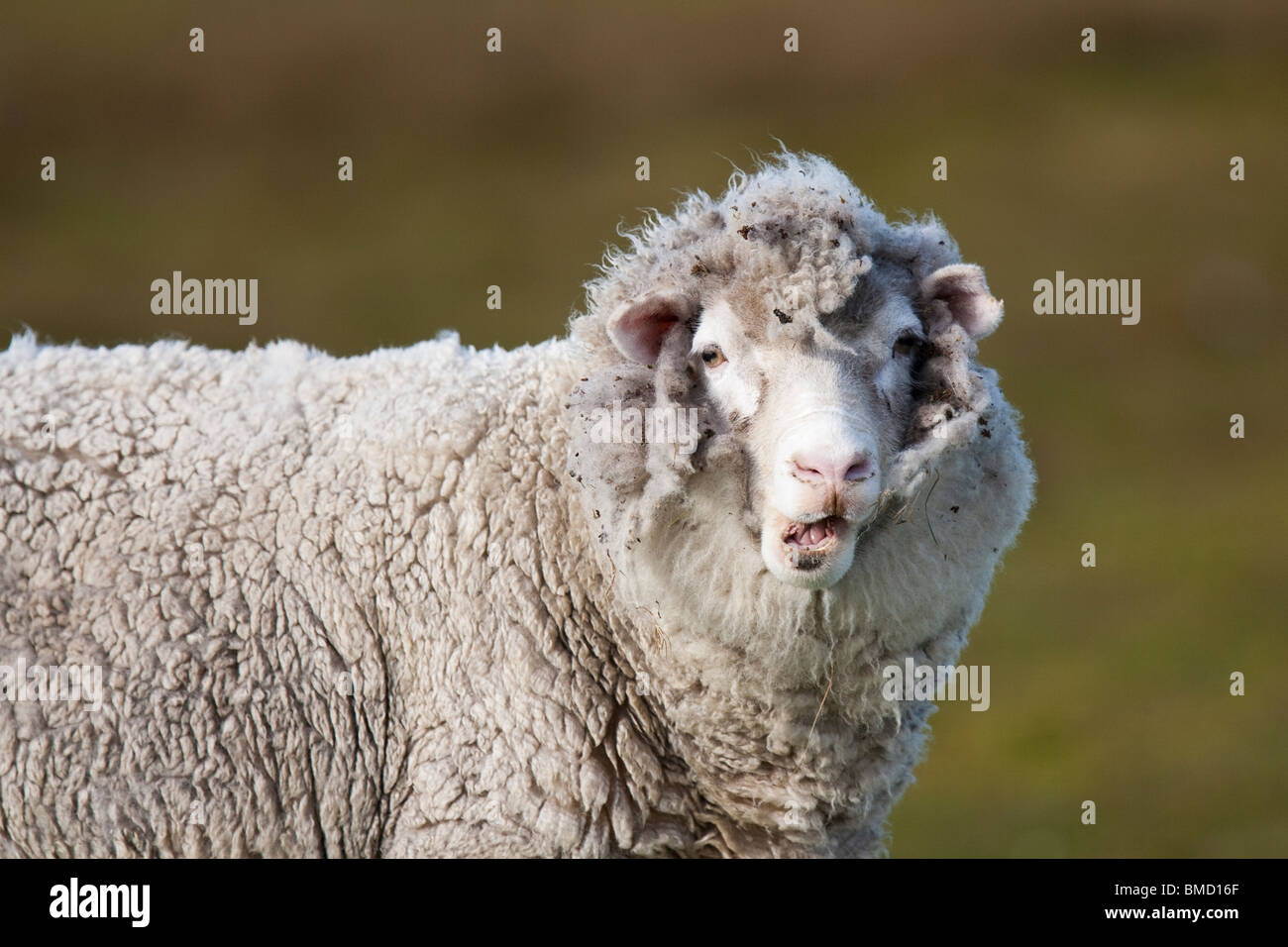 Les moutons domestiques Hausschaf Ovis orientalis bélier, Point de bénévolat, Îles Falkland ewe Banque D'Images
