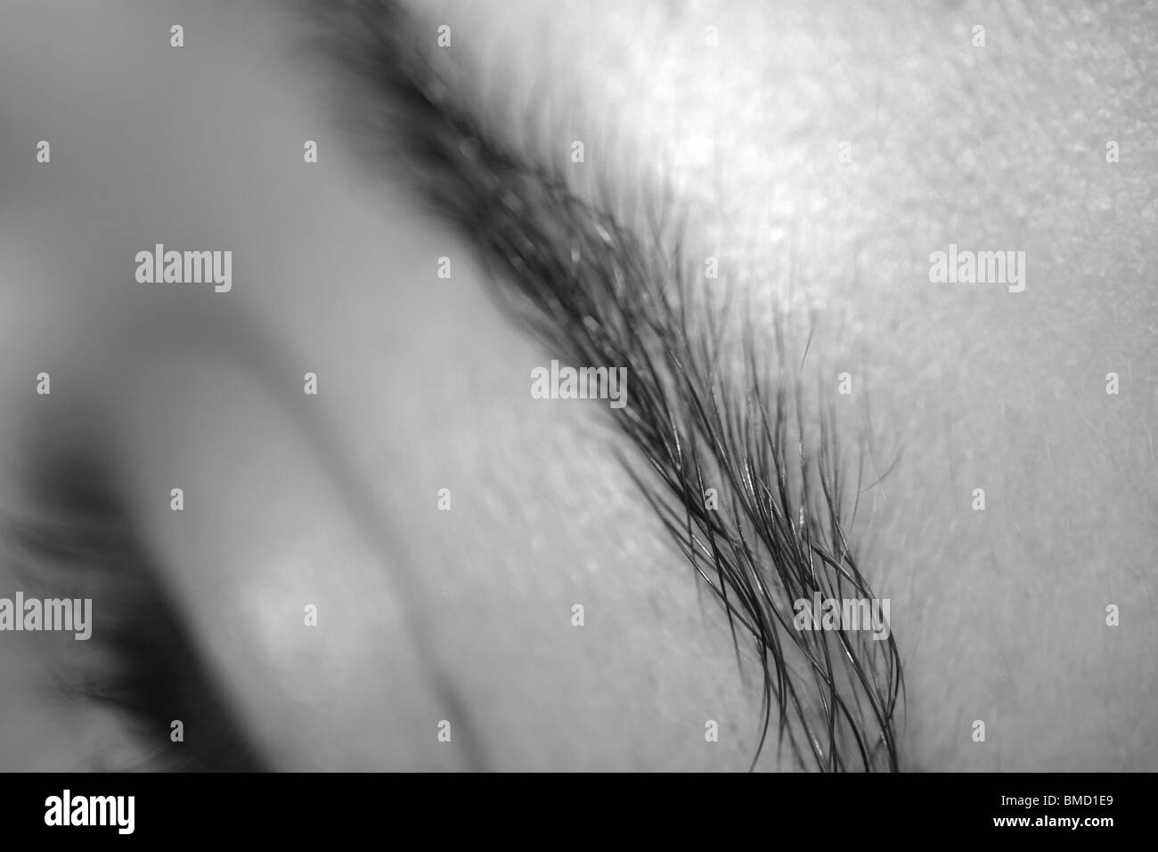 La femme de macro sourcil. Banque D'Images