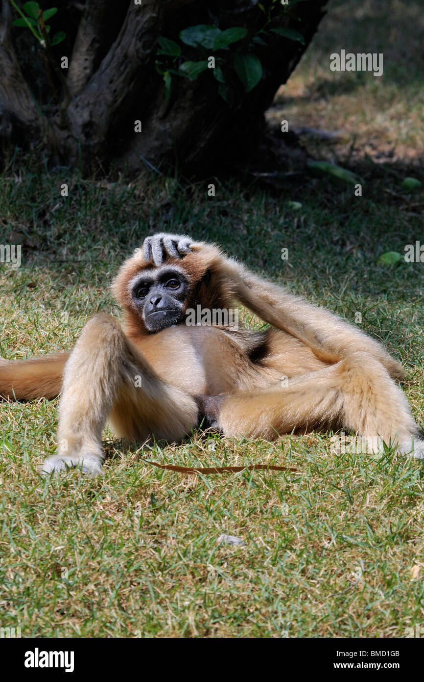 Le Lar Gibbon (Hylobates lar), également connu sous le nom de White-remis Gibbon. Détente sur un champ, se gratte la tête. Banque D'Images