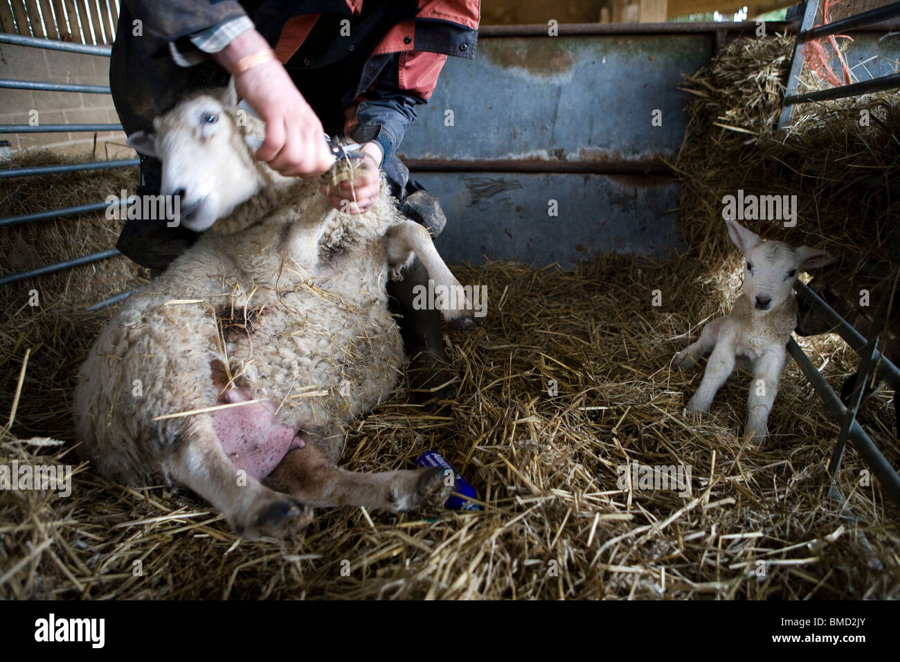 Agriculteur Jonathan Crump avec mouton et agneau à Standish Park Farm. Oxlynch. Le Gloucestershire. United Kingdom. Banque D'Images