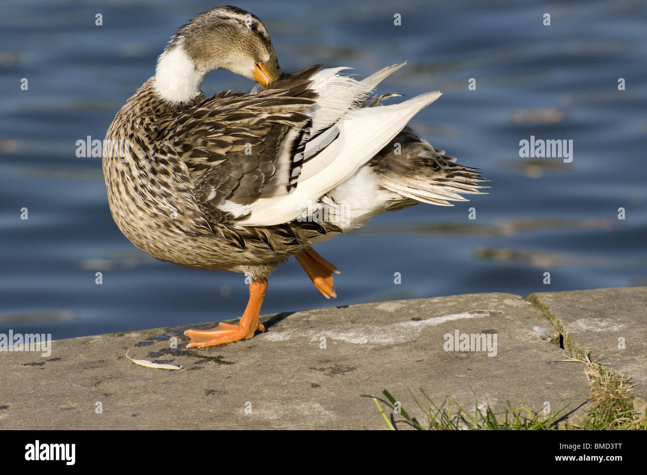 Canard bord de l'eau, canard Banque D'Images