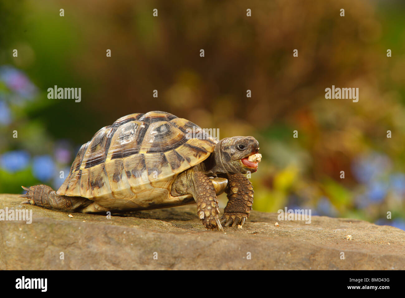 / Tortue grecque (Testudo hermanni boettgeri) Banque D'Images